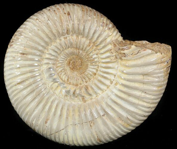 Perisphinctes Ammonite - Jurassic #46917